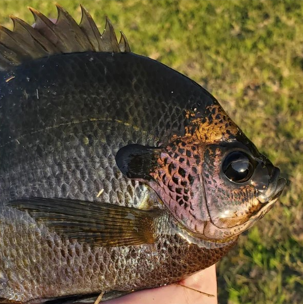 Bluegill