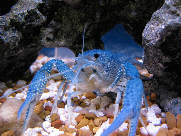 Electric Blue Crayfish juveniles