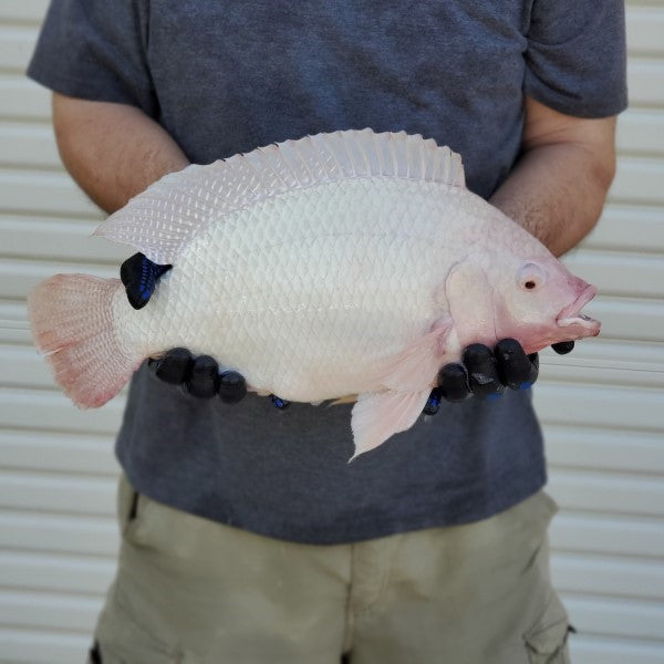 White Nile Tilapia