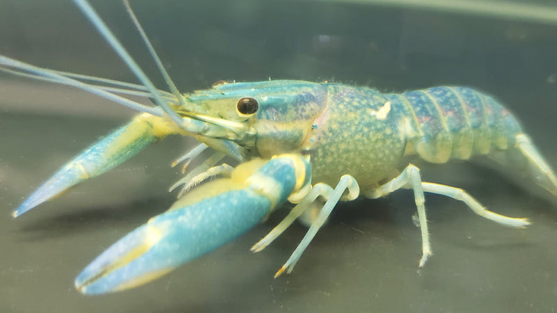 Redclaw crayfish juveniles