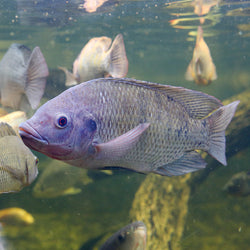 Tilapia Breeding Colony