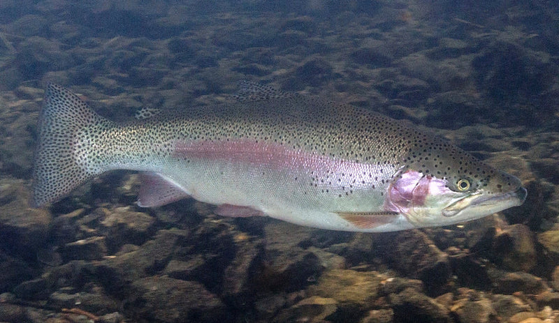 Rainbow Trout