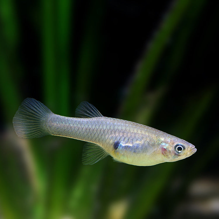 Mosquitofish Minnow