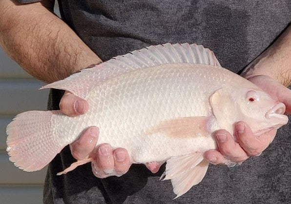 White Nile Tilapia