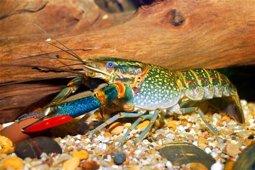 Redclaw crayfish adults